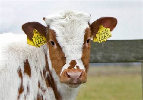 rfid animal tags india|livestock gps ear tags.